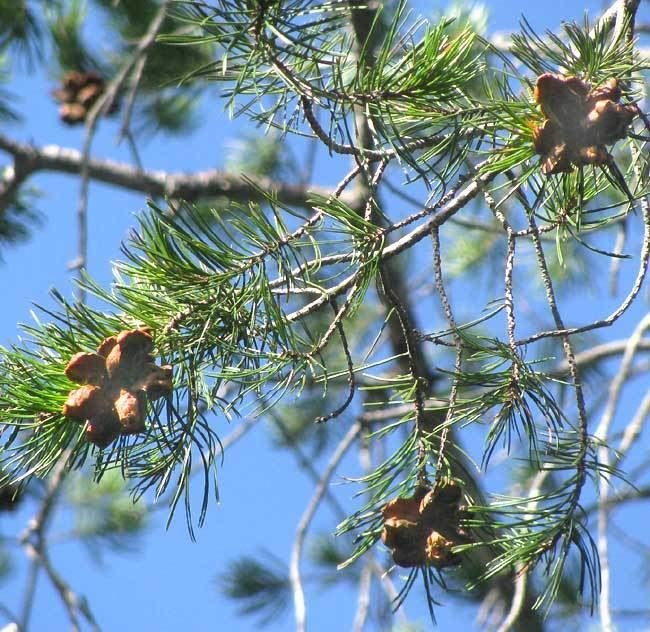 Pinus remota Pinyon Pine PINUS REMOTA