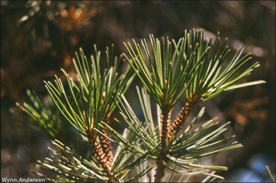 Pinus remota remota