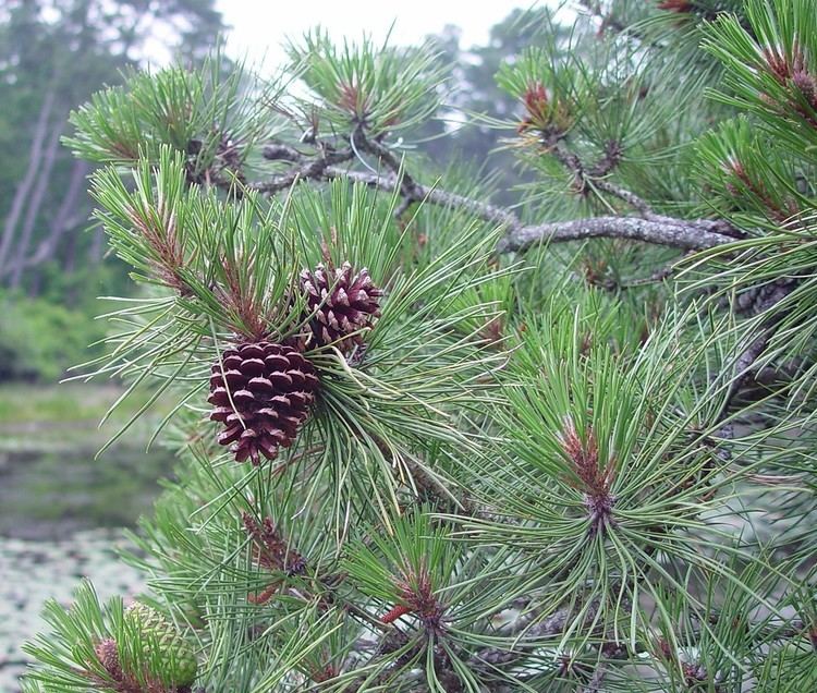 Pinus rigida httpsnewfss3amazonawscomtaxonimages1000s1