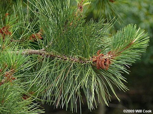 Pinus rigida Pine Pinus rigida