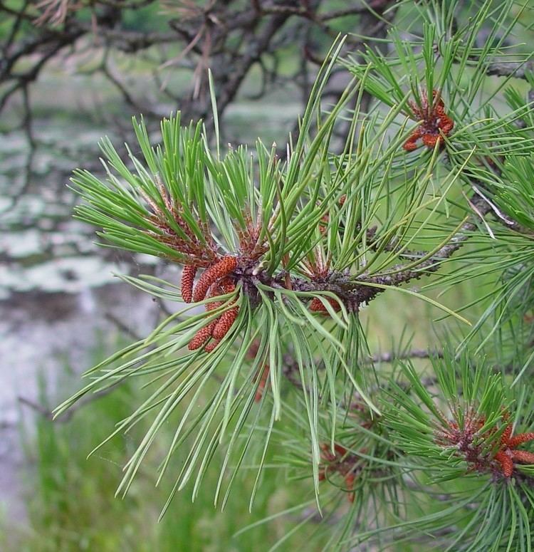 Pinus rigida Pinus rigida pitch pine Go Botany