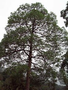 Pinus roxburghii httpsuploadwikimediaorgwikipediacommonsthu