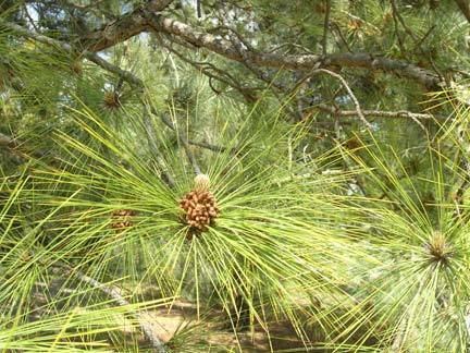 Pinus roxburghii Pinus roxburghii description The Gymnosperm Database