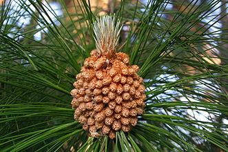 Pinus roxburghii Pinus roxburghii Wikipedia