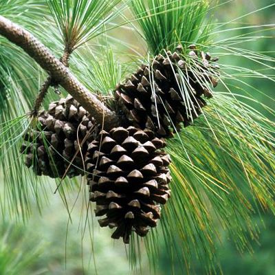 Pinus roxburghii Buy pinus roxburghii chir pine 05 kg seeds online buy 6000