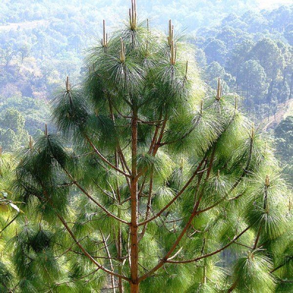 Pinus roxburghii PINUS ROXBURGHII Chir pine