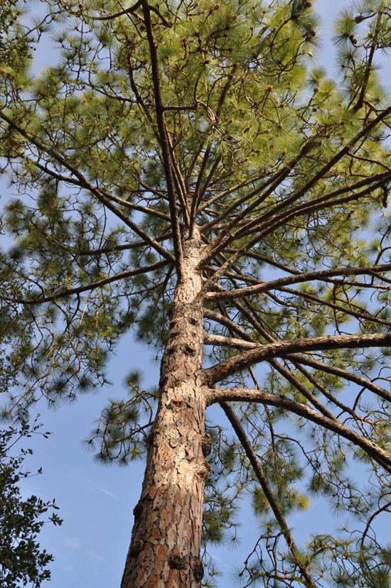 Pinus roxburghii UFEI SelecTree A Tree Selection Guide