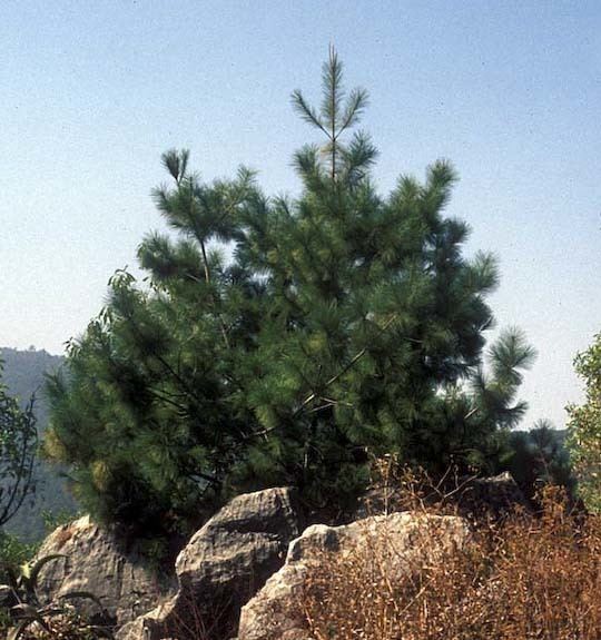 Pinus rzedowskii Pinus rzedowskii pino de Rzedowski description The Gymnosperm
