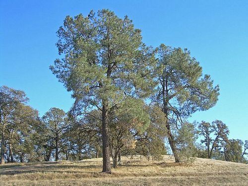 Pinus sabiniana Foothill Pine Pinus sabiniana