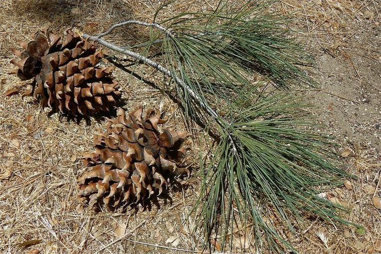 Pinus sabiniana CalPhotos
