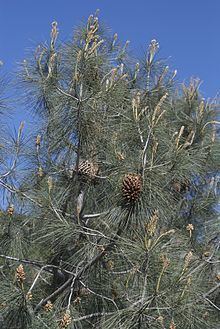 Pinus sabiniana httpsuploadwikimediaorgwikipediacommonsthu