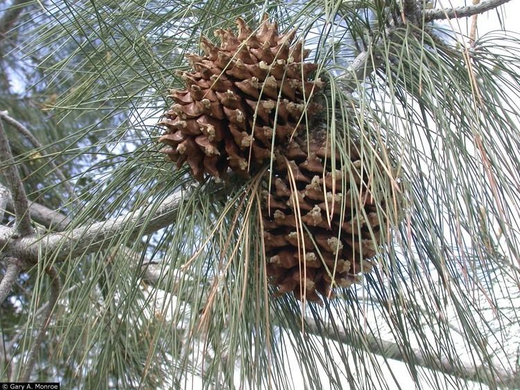 Pinus sabiniana Large image for Pinus sabiniana California foothill pine USDA PLANTS