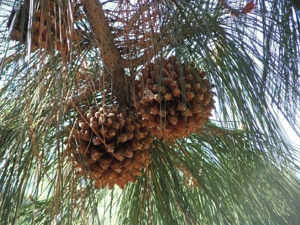 Pinus sabiniana Pinus sabiniana Gray Pine