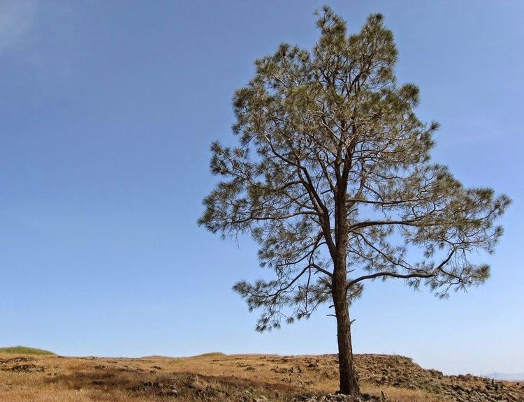 Pinus sabiniana Gray Pine Pinus sabiniana mrlamarrstem