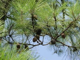 Pinus serotina Pinus serotina Michx Discover Life
