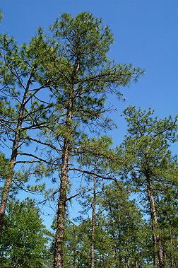 Pinus serotina Pinus serotina Fact Sheet