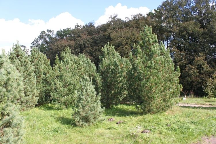 Pinus sibirica FilePinus sibirica PANJPG Wikimedia Commons