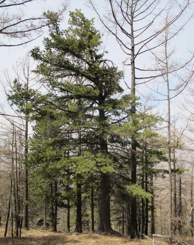 Pinus sibirica VIRBOGA Pinus sibirica