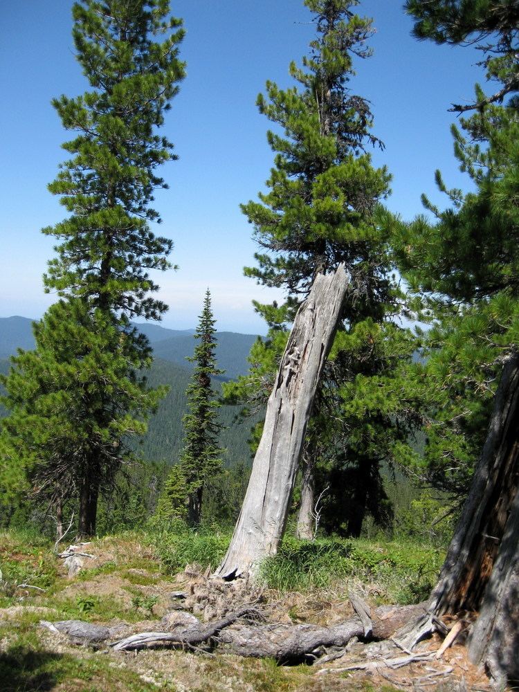 Pinus sibirica Pin de Sibrie Wikiwand