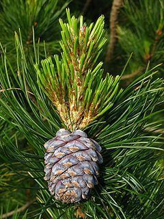 Pinus sibirica httpsuploadwikimediaorgwikipediacommonsthu