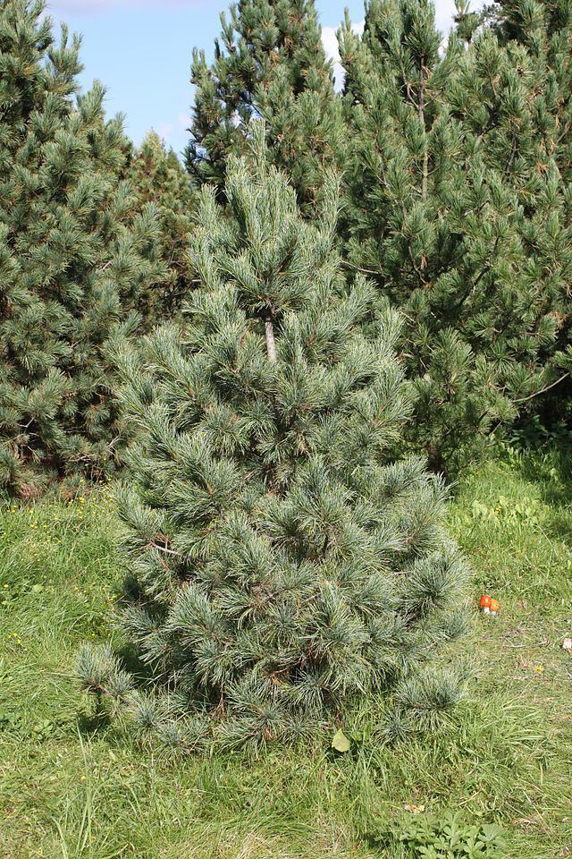 Pinus sibirica Pinus sibirica Siberian pine Pinus cembra var sibirica