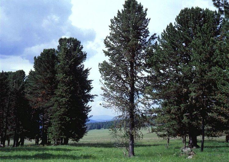 Pinus sibirica Pinus sibirica