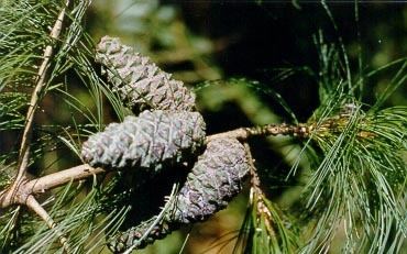 Pinus squamata Pinus squamata description