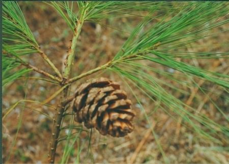 Pinus squamata Pinus squamata Threatened Conifers of the World