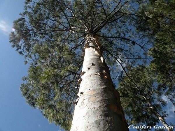 Pinus squamata globaltreesorgwpcontentuploads201511Pinuss