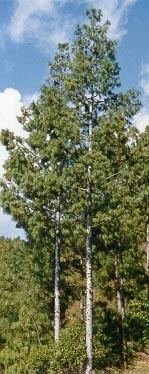 Pinus squamata Pinus squamata description