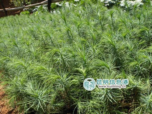 Pinus squamata Qiaojia County grows globally rare pinus squamatas to 5000 Kunming