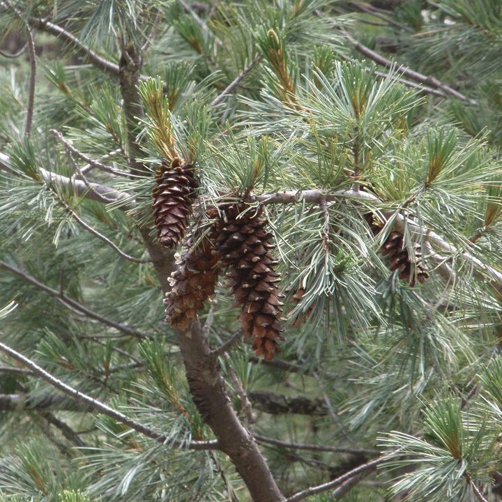 Pinus strobiformis SEINet Arizona Chapter Pinus strobiformis