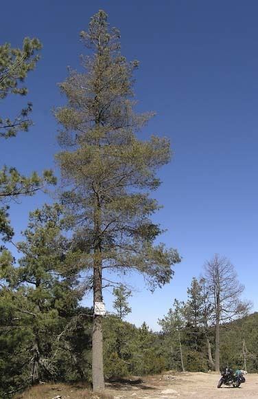 Pinus strobiformis wwwconifersorgpipisstrobiformis05jpg