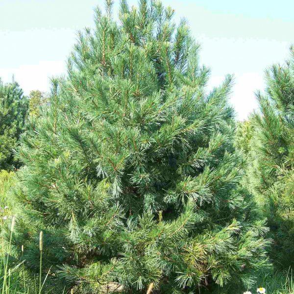 Pinus strobiformis PINUS STROBIFORMIS Southwestern white pine