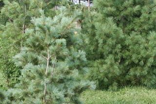 Pinus strobiformis Pinus strobiformis Mexican Whitepine Discover Life