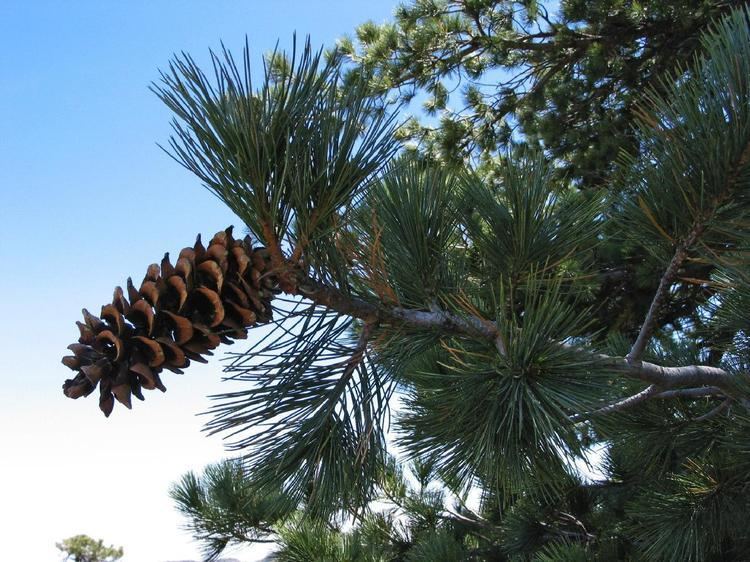 Pinus strobiformis lrPinusstrobiformis3jpg