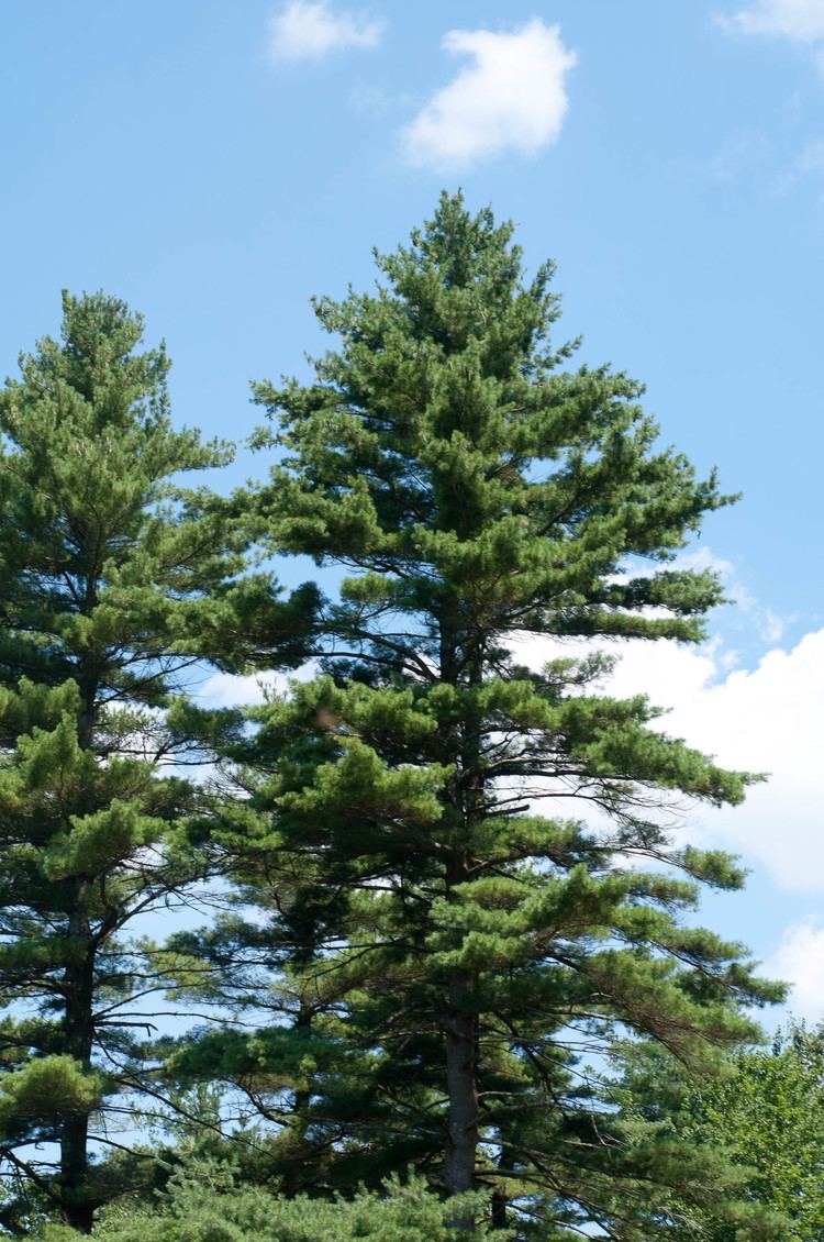 Pinus strobus Pinus strobus Eastern White Pine