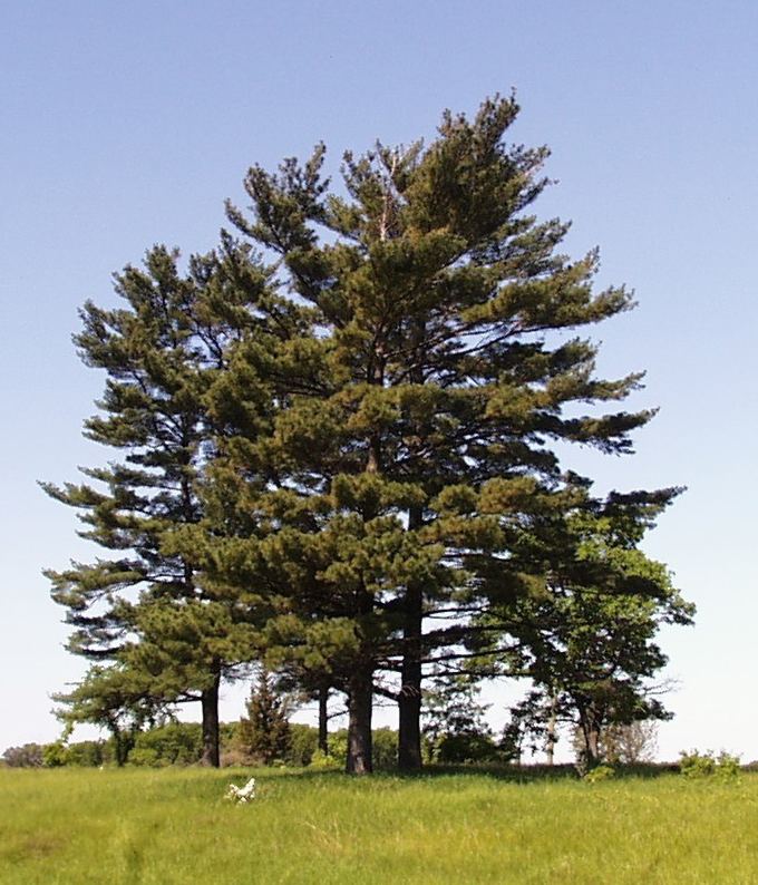 Pinus strobus httpsuploadwikimediaorgwikipediacommons44