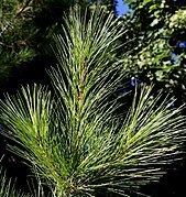 Pinus strobus Pinus strobus Wikipedia