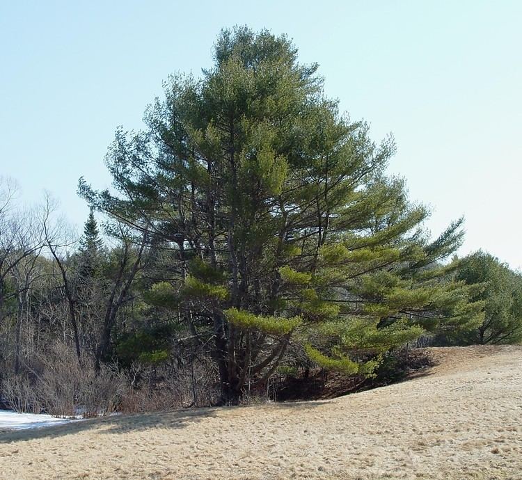 Pinus strobus Pinus strobus eastern white pine Go Botany