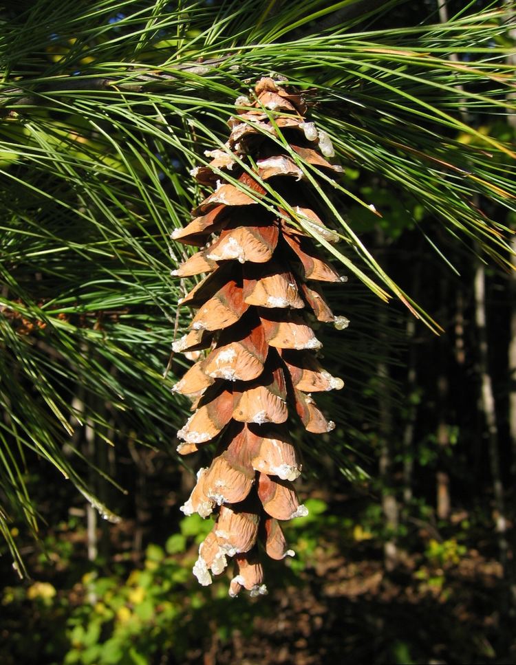 Pinus strobus 1000 images about Eastern White Pine Pinus strobus on Pinterest