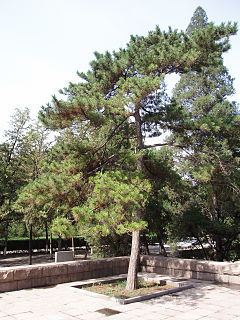 Pinus tabuliformis httpsuploadwikimediaorgwikipediacommonsthu