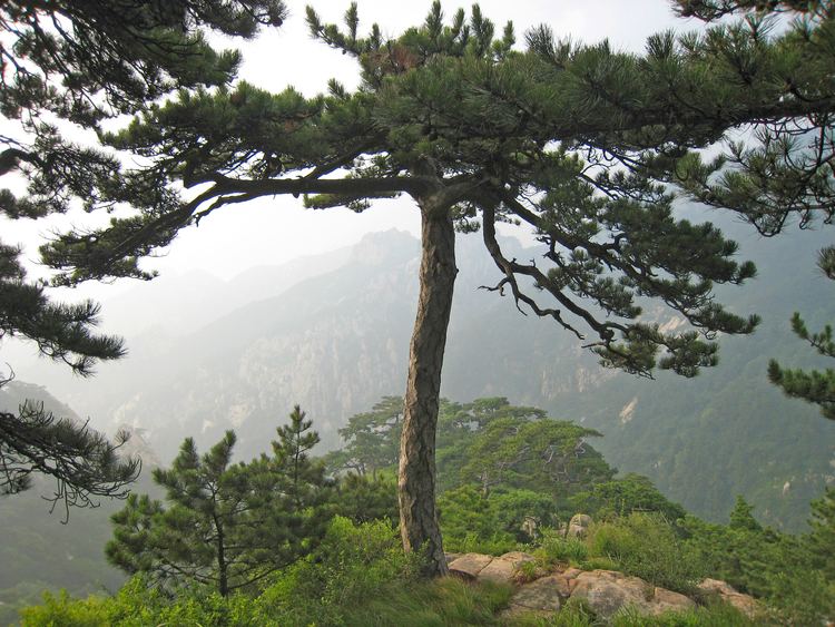 Pinus tabuliformis FilePinus tabuliformis Taishanjpg Wikimedia Commons
