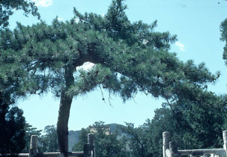 Pinus tabuliformis Pinus tabuliformis Ming Tombs Area China City of Vancouver Archives