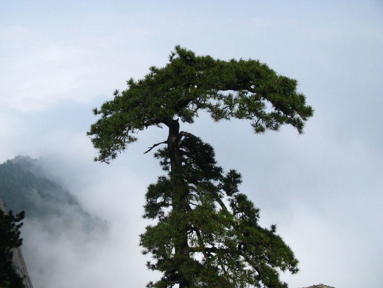 Pinus tabuliformis FilePinus tabuliformis Hua Shan4jpg Wikimedia Commons