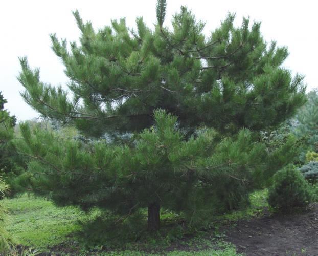 Pinus tabuliformis Rich39s Foxwillow Pines Nursery Inc Pinus tabuliformis Chinese