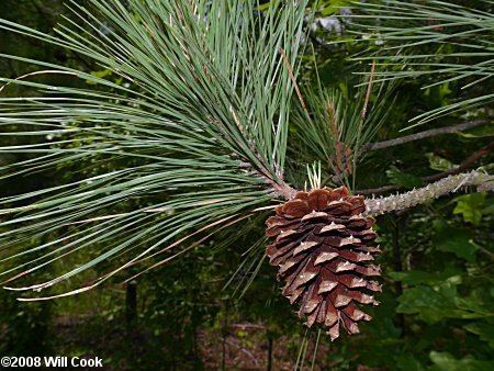 Pinus taeda wwwcarolinanaturecomtreespita50604jpg