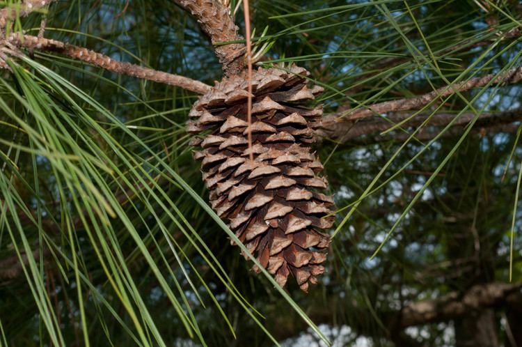 Pinus taeda Pinus taeda Loblolly Pine