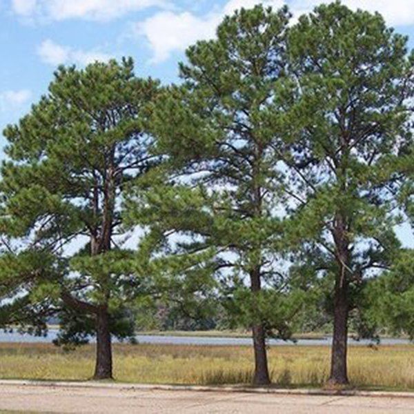 Pinus taeda PINUS TAEDA Loblolly Pine