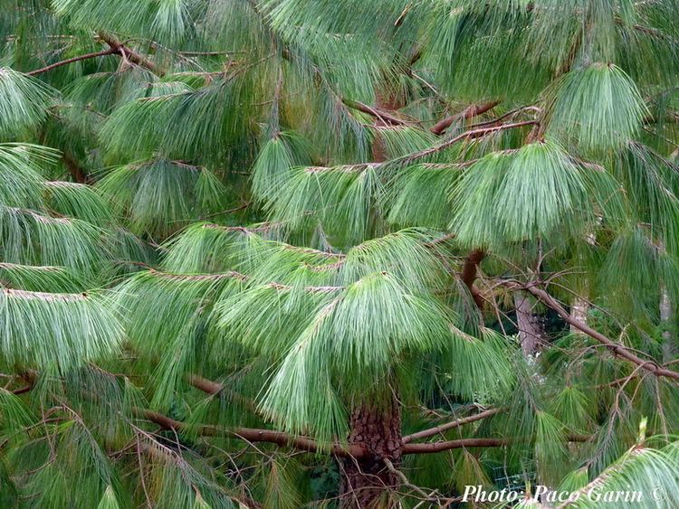 Pinus tecunumanii Pinus tecunumanii